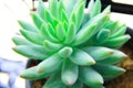 The green succulent plant Royalty Free Stock Photo